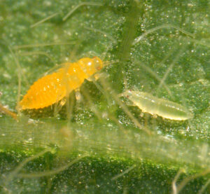 Fig2_thrips adult and nymph