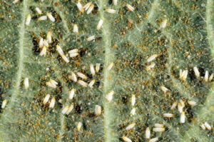 Fig4_whitefly on cucumber