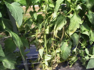 tomato plant with pn