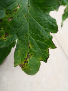 b speck lesions on leaf