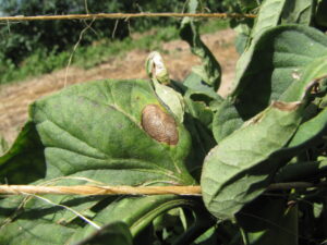 Figure 9. Clear ring structure of early blight lesion on tomato.