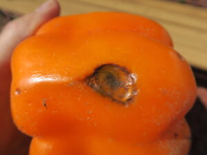 anthracnose of pepper