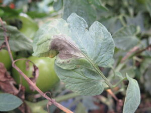 late blight of tomato