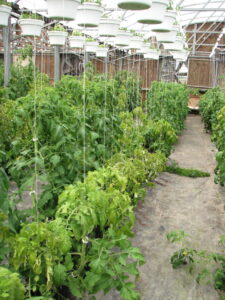Symptoms of tomato spotted wilt virus include stunting such can be seen in the tomatoes 