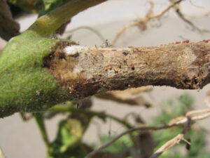 southern blight of tomato