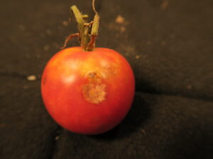 ant of tomato sunken lesion