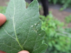 thrips on tomato leaf