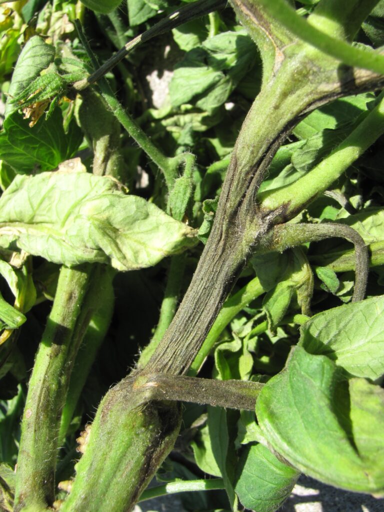 Tomato pith necrosis | Purdue University Vegetable Crops Hotline