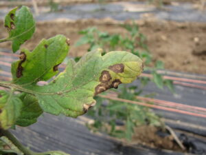 Lesions of Septoria leaf spot on a very susceptible variety. Look for dark fungal bodies in center of lesion.