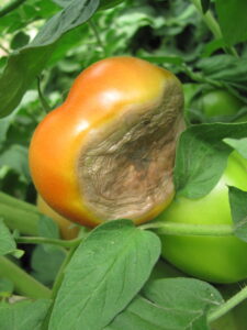 BER red tomato
