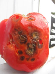 anthracnose of pepper on fruit