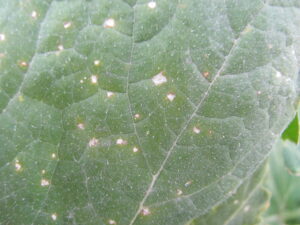 Cercospora leaf spot of pumpkin.