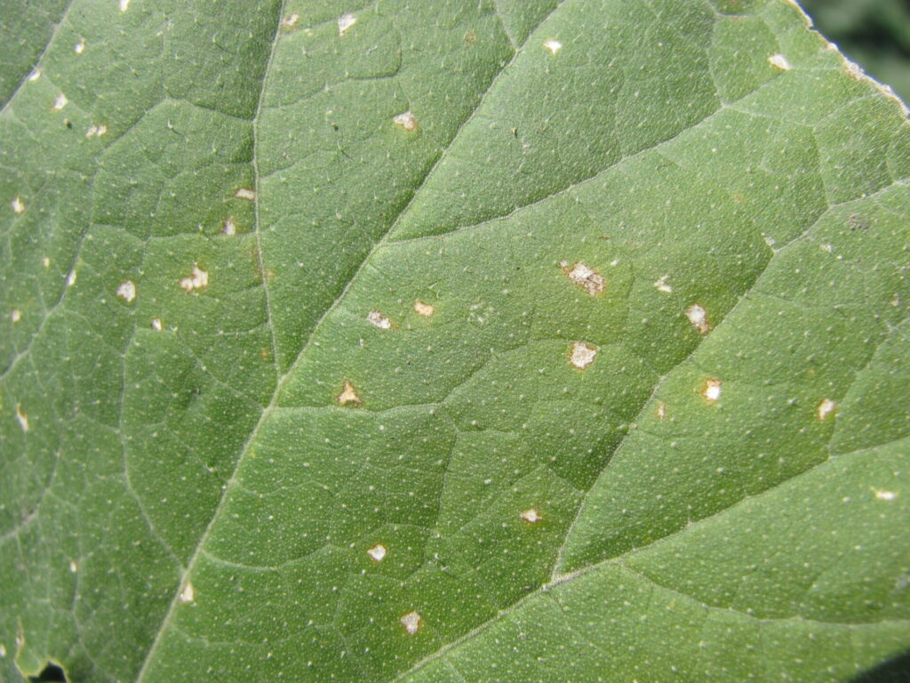 Cercospora leaf spot | Purdue University Vegetable Crops Hotline