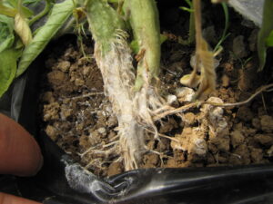 Base of plant with southern blight of tomato. Note sclerotia.