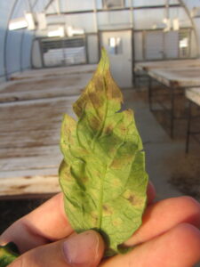 underside of cercospora leaf