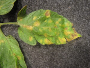 Cercospora leaf mold