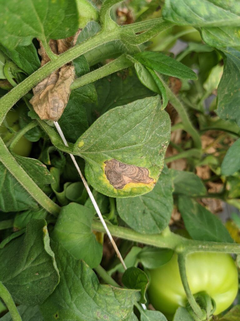 Early blight | Purdue University Vegetable Crops Hotline