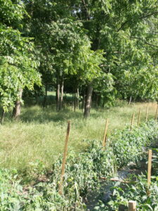 Walnut allelopathy. Note wilting tomato plants in the foreground adjacent to walnut trees.
