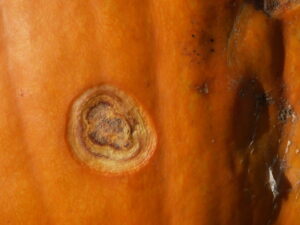 Fusarium fruit rot of pumpkin