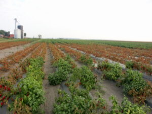 Pepper plants in the low area of this field have been killed outright by Phytophthora blight.