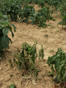 Phytophthora blight of peppers