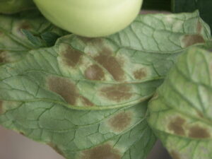 underside of a leaf with tomato leaf mold 