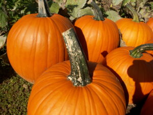 Plectosporium blight of pumpkin. 