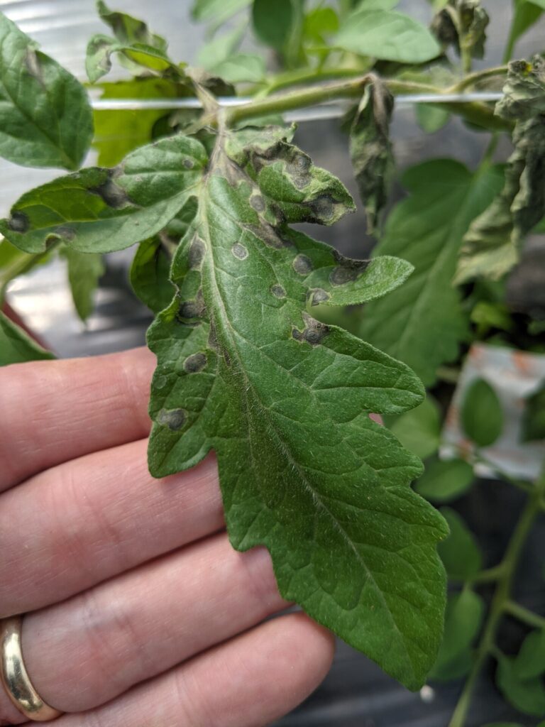 Tomato spotted wilt virus | Purdue University Vegetable Crops Hotline