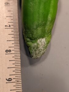 Phytophthora blight of pepper on fruit