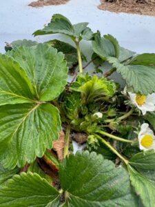 Fig. 2. The strawberry plant has the different stages of flowers. 