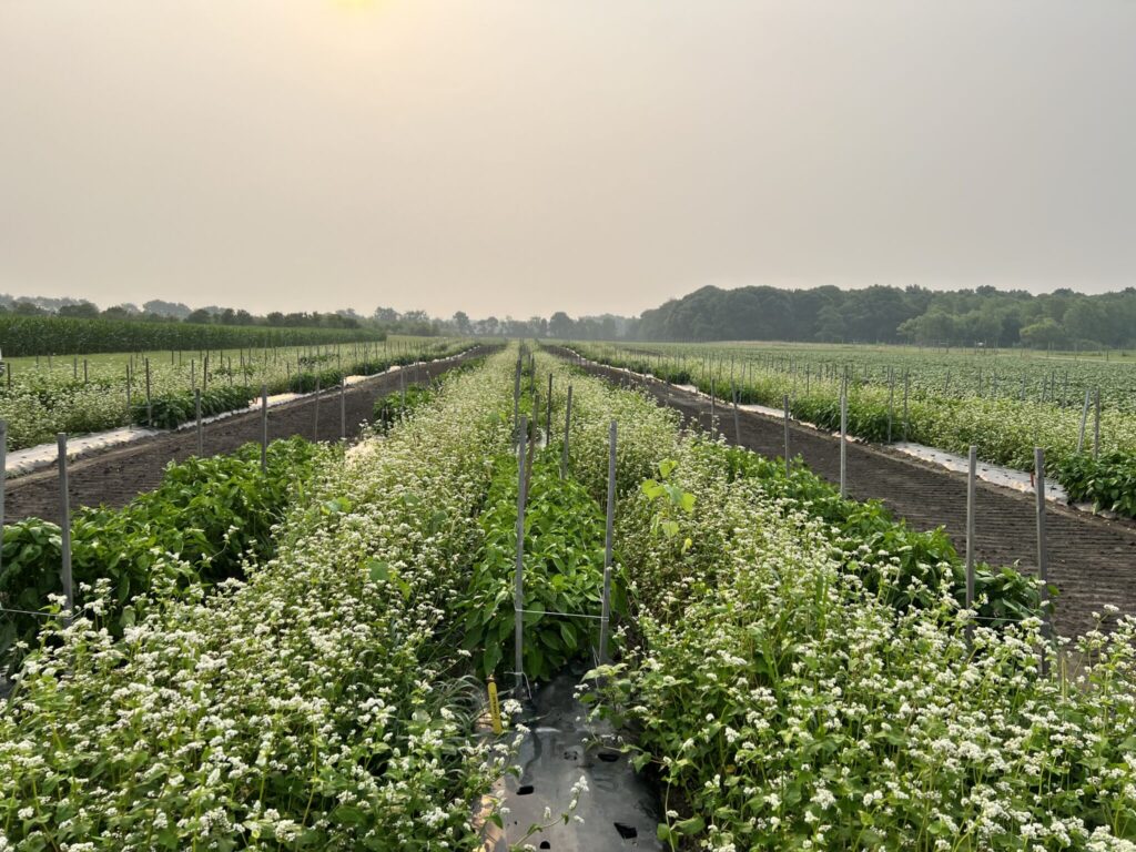 Figure 4. Buckwheat seeded between pepper beds. (Photo by Petrus Langenhoven).