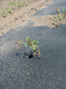 Tomato seedling with dead growing point