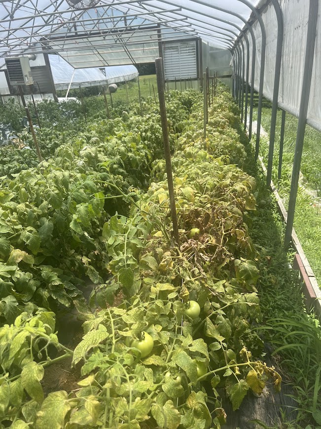 Inside a plastic-covered high tunnel, rows of staked tomato plants show extensive yellowing, browning, and leaf dieback. Several green tomatoes are visible on the vines in the foreground, while healthier green foliage appears in adjacent rows. Sunlight filters through the tunnel structure, and another greenhouse is visible outside in the background.