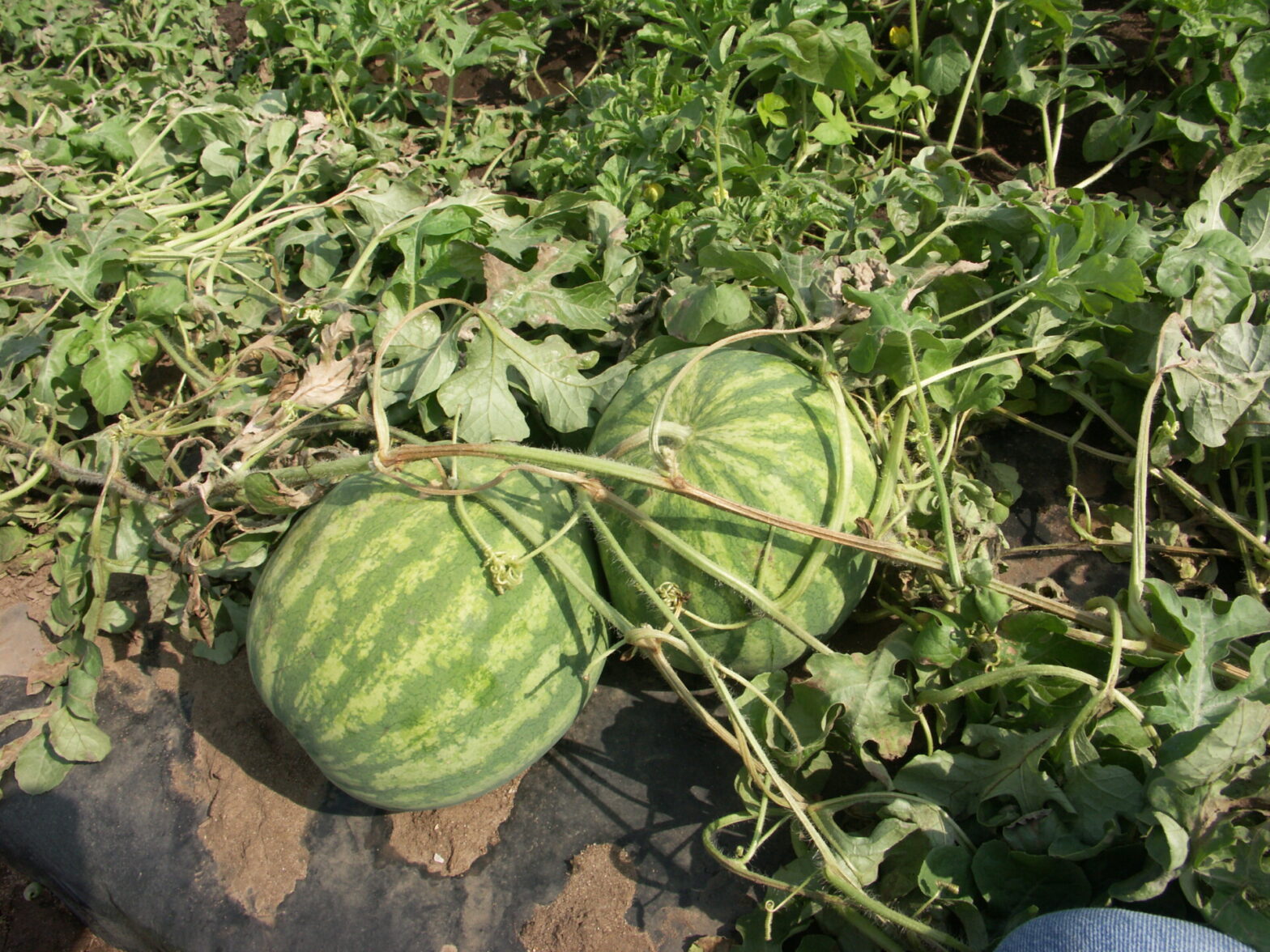 Lightning Damage of Watermelon | Purdue University Vegetable Crops Hotline