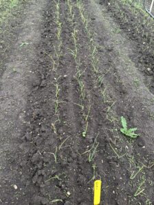 Onion weed management
