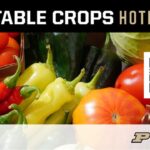 Vegetable Crops Hotline