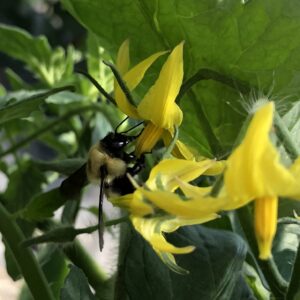 Bumble bee visiting tomato flower