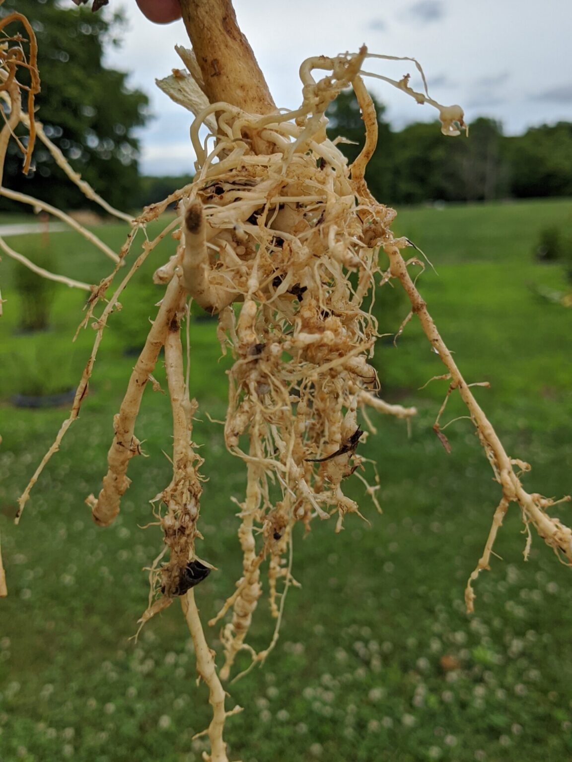 Plant Parasitic Nematodes Survey in Indiana Purdue University