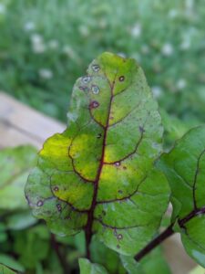 Cercospora leaf spot of beet. 
