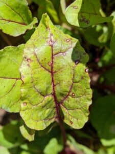 Cercospora leaf spot of beet. 