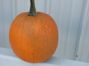Poty virus on pumpkin