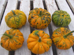 Pumpkins affected by papaya ringspot virus, a potyvirus. 