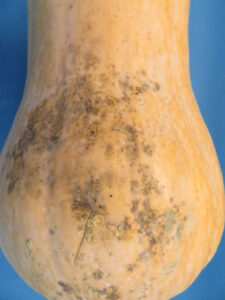 Sooty mold and fly speck on squash. 