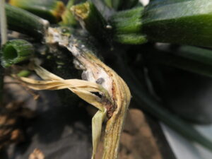 White mold of zucchini. 