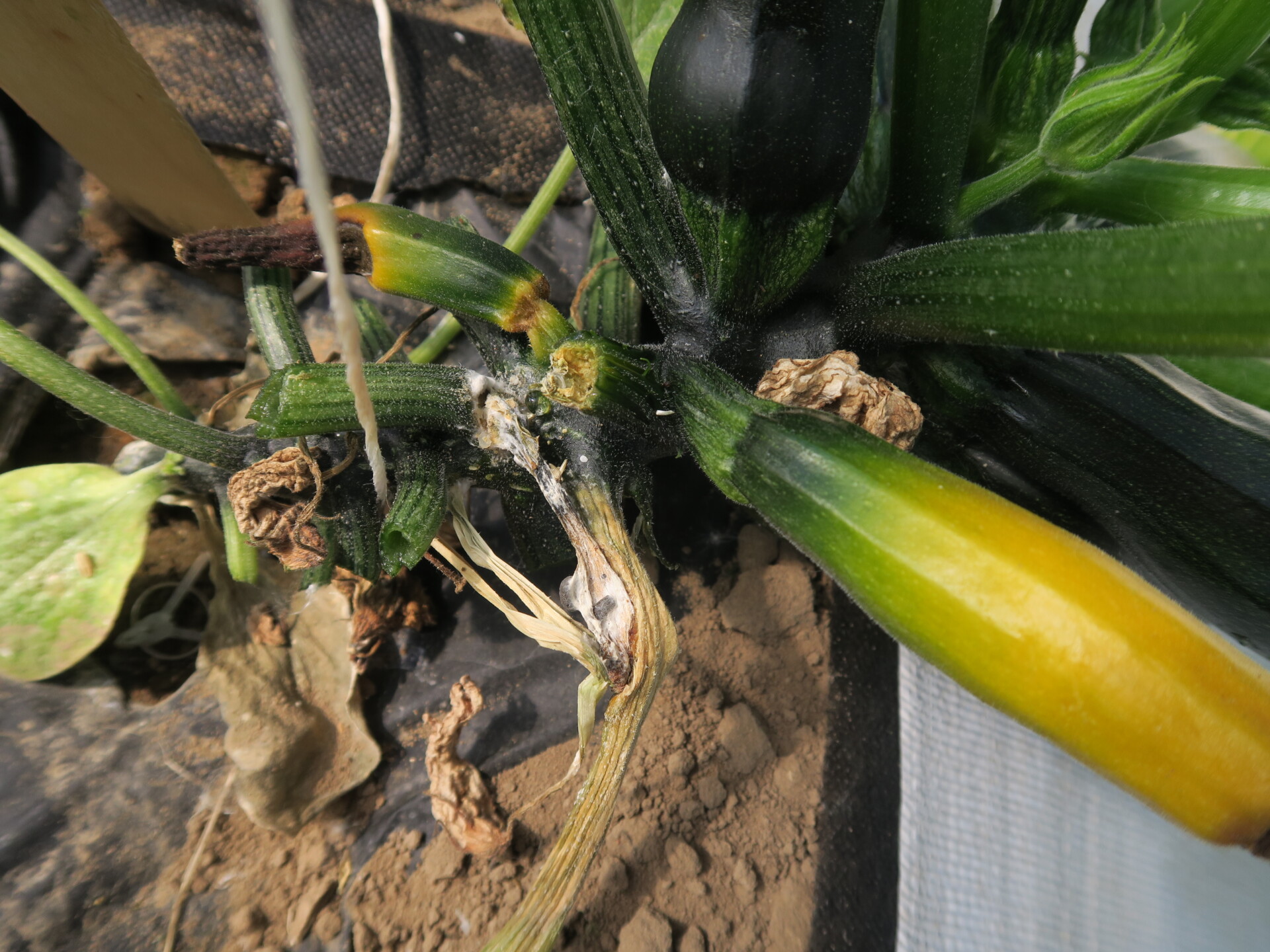 White Mold Of Zucchini Purdue University Vegetable Crops Hotline