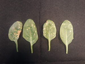Cladosporium leaf spot of spinach. 
