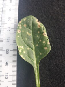Cladosporium leaf spot of spinach. 