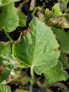 Angular leaf spot of cantaloupe.