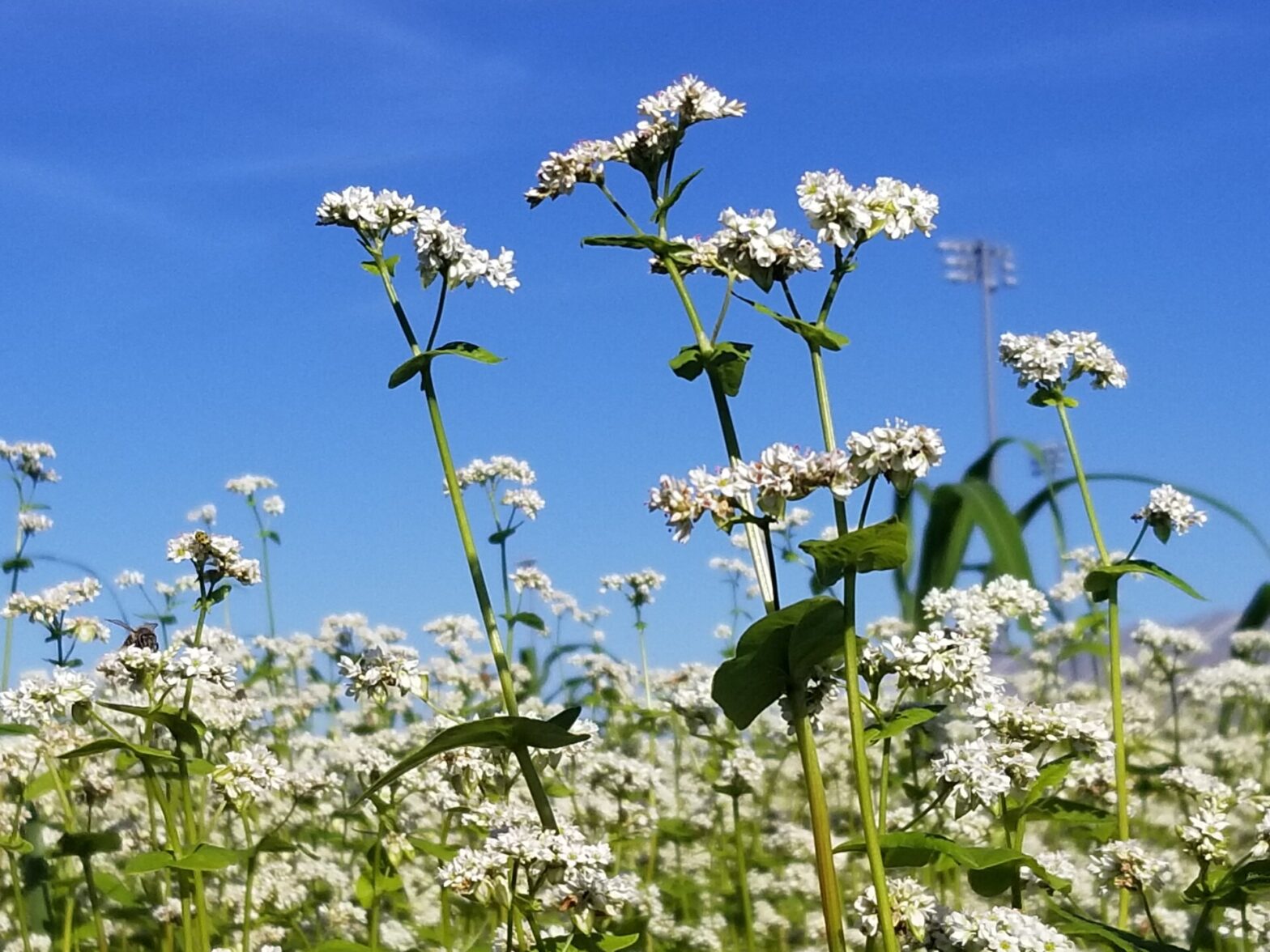 Cover Crop Species Spotlight Buckwheat Purdue University Vegetable