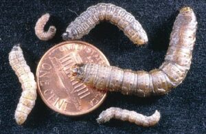 Black cutworm larvae